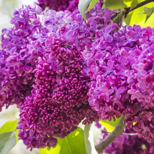 Liliac Syringa Charles Joly - Ghiveci 2L