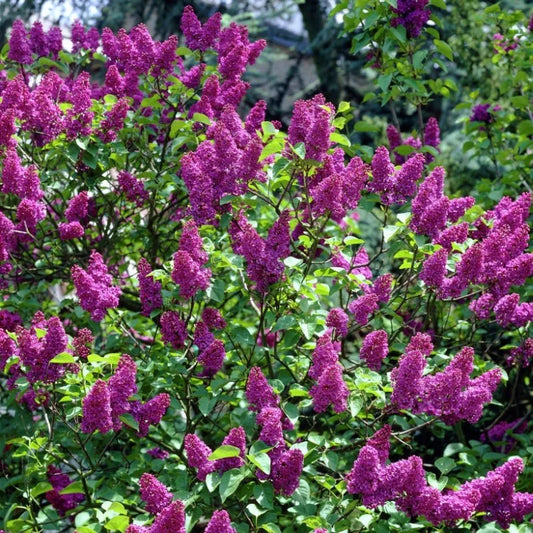 Liliac Syringa Charles Joly - Ghiveci 2L