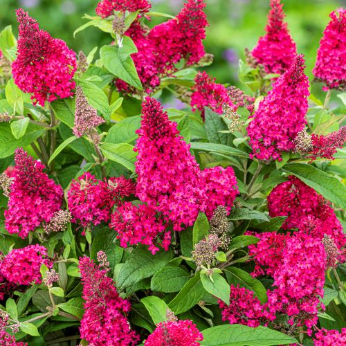 Liliac de vara - Buddleja Royal Red - Ghiveci - 60 - 70 cm