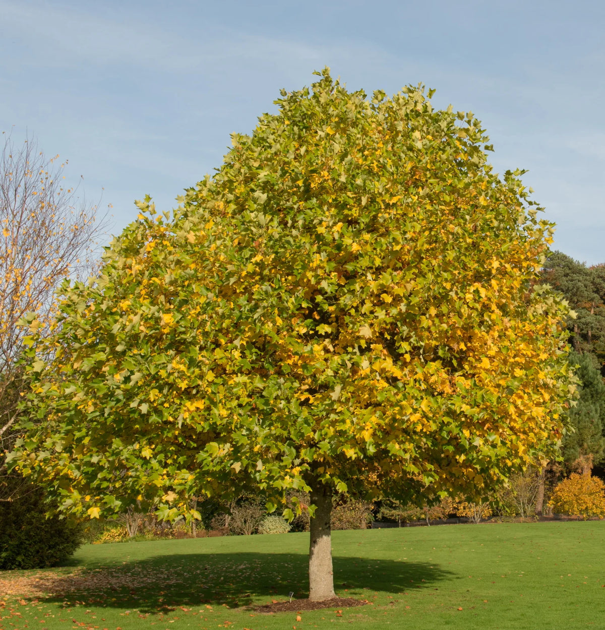 Arbore de lalea - Liriodendron Tulipifera - Ghiveci 3L - H 110 - 130 cm