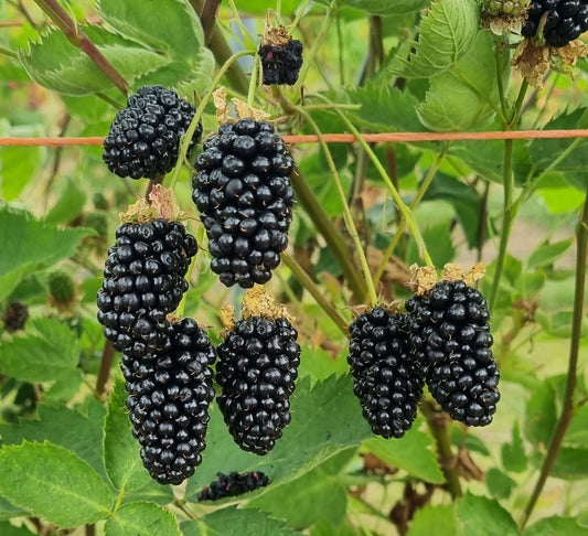 Mur tufa Loch Katrine - Ghiveci - Anul 2 inaltime la livrare 30 - 40 cm