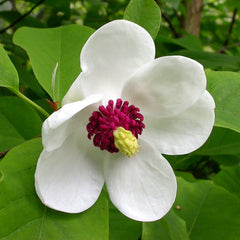 Magnolia Sieboldii - Ghiveci 3L -  H 100 - 110 cm