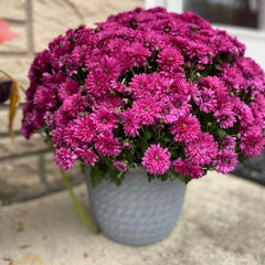 Crizanteme Mov - Ghiveci - Aqua Flowers