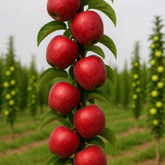 Pachet Promo 4 Pomi Fructiferi Columnari- 1x Mar Columnar Red Love,1x Nectarin Columnar Fantasy,1x Par Columnar Concorde,1x Cires Columnar Sylvia-radacina ambalata-anul 3
