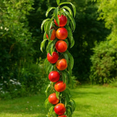 Pachet Promo 4 Pomi Fructiferi Columnari- 1x Mar Columnar Red Love,1x Nectarin Columnar Fantasy,1x Par Columnar Concorde,1x Cires Columnar Sylvia-radacina ambalata-anul 3