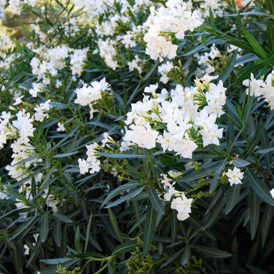 Leandru (Nerium Oleander) - Double White - ghiveci 70 - 80 cm