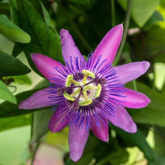 Planta decorativa - Passiflora caerulea Lavender Lady - ghiveci