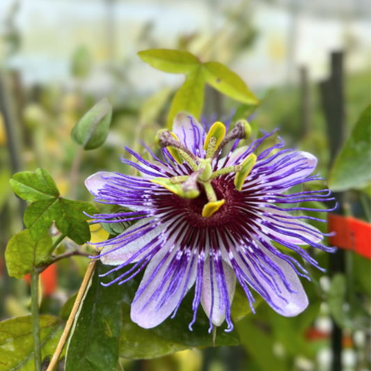 Planta decorativa - Passiflora caerulea Purple Haze - ghiveci