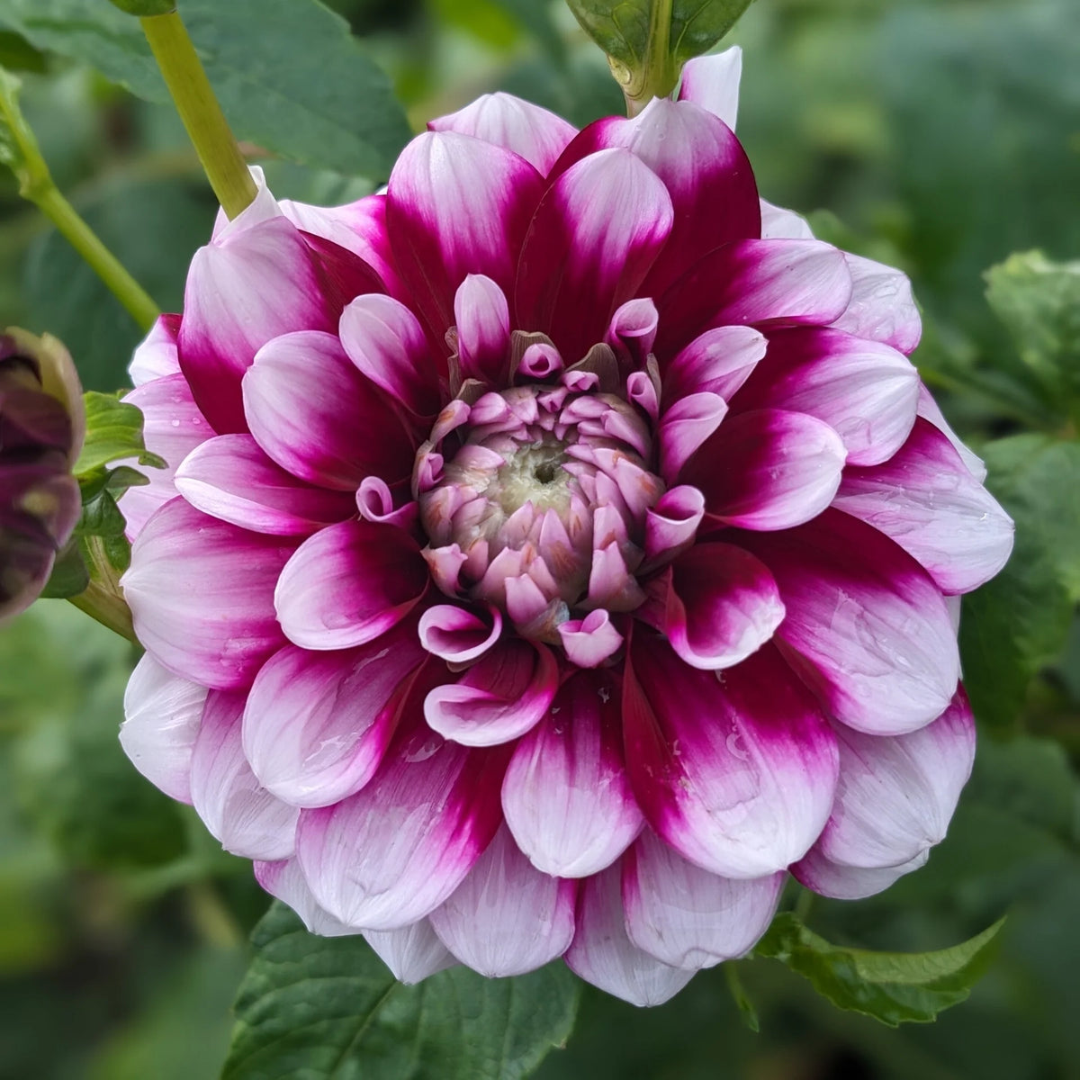 Bulbi Dalia - Mistery - Pachet 1 bulb