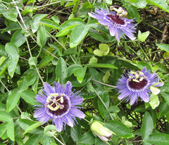 Planta decorativa - Passiflora caerulea Purple Haze - ghiveci