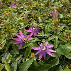 Planta decorativa - Passiflora caerulea Lavender Lady - ghiveci