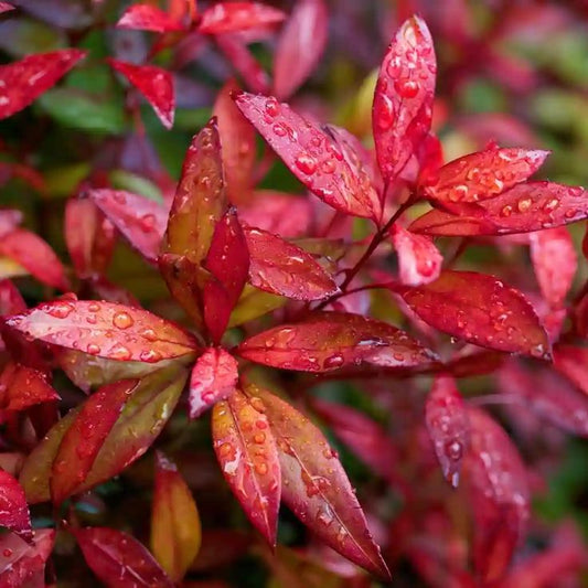 Photinia Fraseri Red - Ghiveci - Aqua Flowers