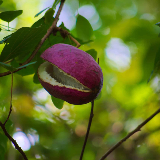 Viță de CIOCOLATĂ - Akebia Quinata - Ghiveci 2L - Aqua Flowers