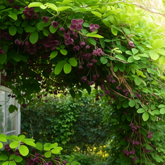 Viță de CIOCOLATĂ - Akebia Quinata - Ghiveci 2L - Aqua Flowers
