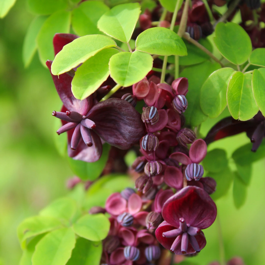 Viță de CIOCOLATĂ - Akebia Quinata - Ghiveci 2L - Aqua Flowers