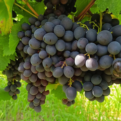 Vita de Vie - Kubani - Anul 2 - Rădăcină ambalată - Aqua Flowers