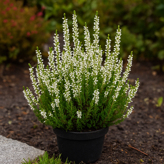 Calluna Vu White - Ghiveci - Aqua Flowers