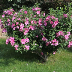 Hibiscus pomisor roz - GHIVECI 3L - MARIME LA LIVRARE 90-110 CM