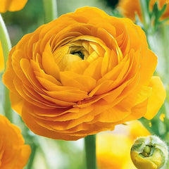 Bulbi Ranunculus - Yellow - Pachet 10 Bulbi - Aqua Flowers