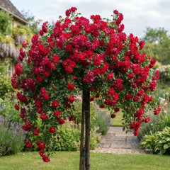 Trandafir pomisor plangator-Red Wine-radacina ambalata-anul 3