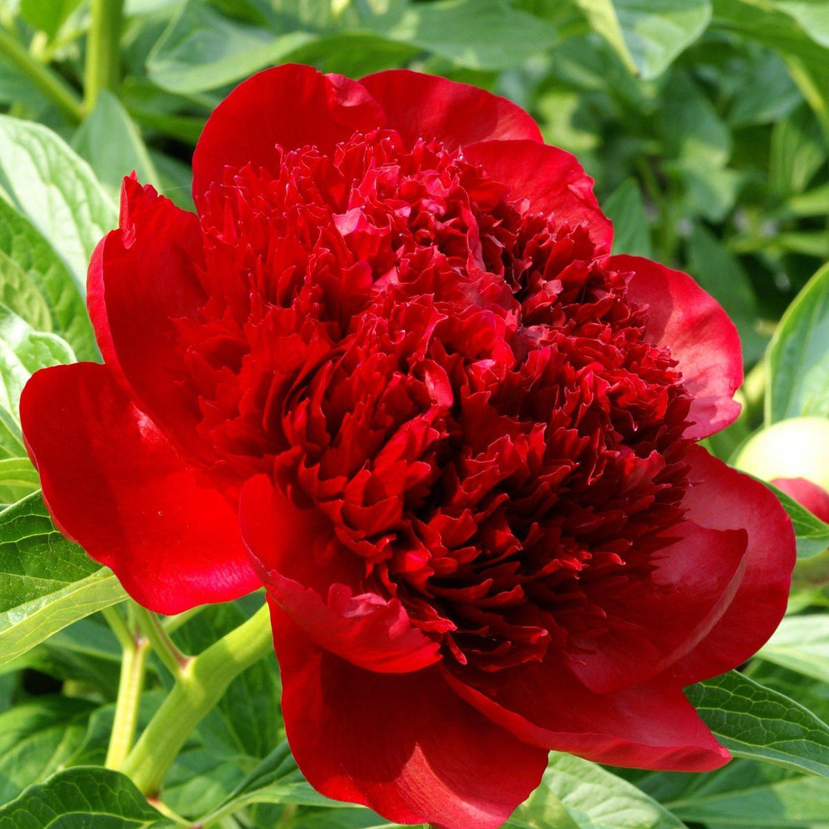 Rizom Bujor Red Charm - Pachet 1 Rizom, Aqua Flowers