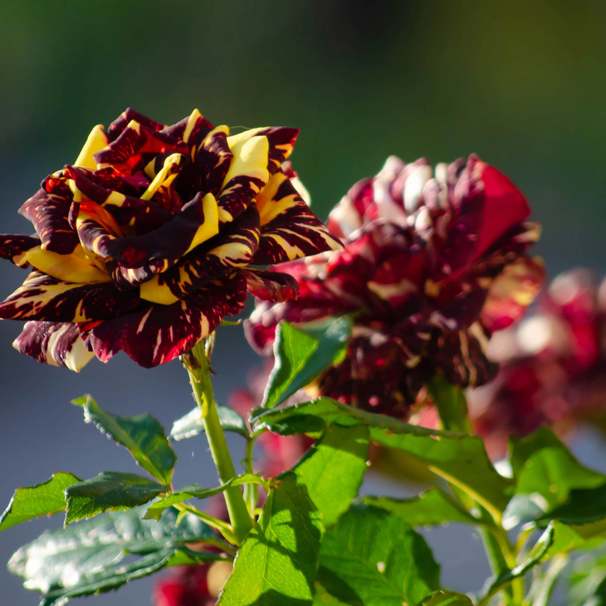 Trandafiri Floribunda Abracadabra - Anul 3 -radacina ambalata