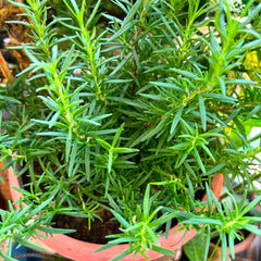 Plante aromatice - Rozmarin officinalis - Ghiveci - Aqua Flowers