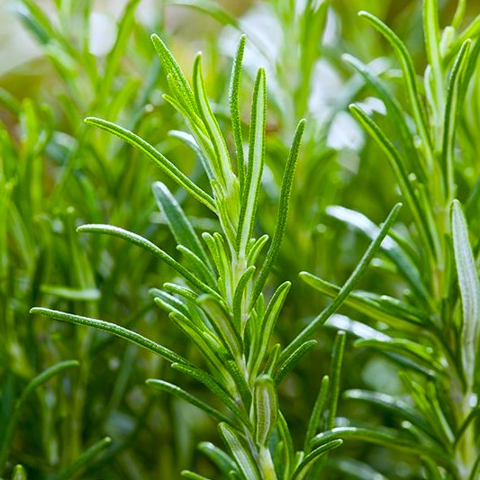 Plante aromatice - Rozmarin officinalis - Ghiveci - Aqua Flowers