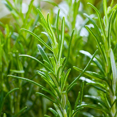 Plante aromatice - Rozmarin officinalis - Ghiveci - Aqua Flowers