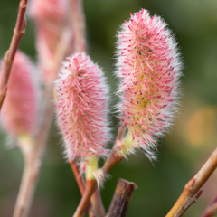 Salcie Roz - Salcie Mount Aso - Ghiveci