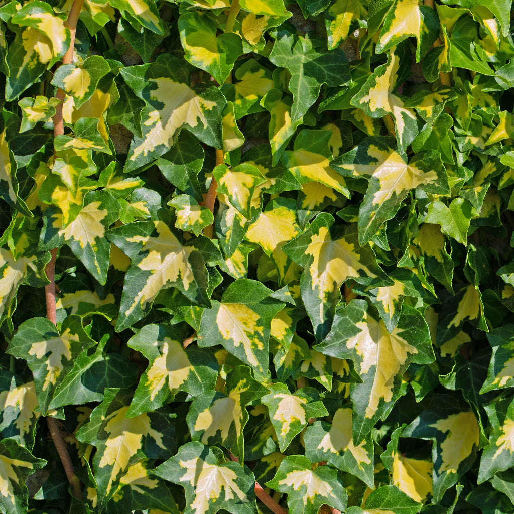 Iedera Hedera helix goldheart -Ghiveci 2L - H 70-90 cm