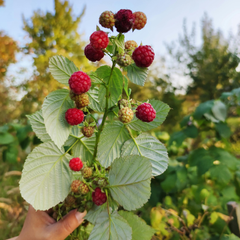 Zmeur Remontat „Heritage” – Rădăcină ambalată