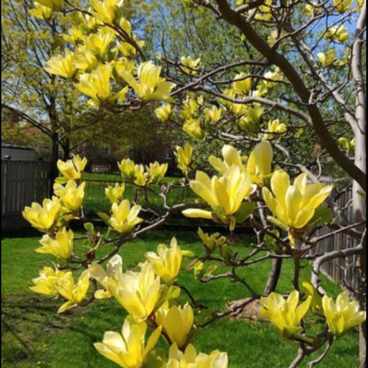 Magnolia galbena Yellow Bird - Ghiveci P9 - H 30 - 40 cm