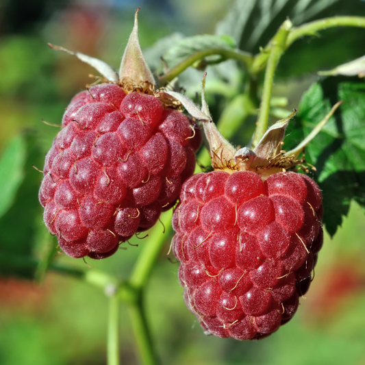 Zmeur Remontat Polana (Fără Spini) - Ghiveci - Aqua Flowers