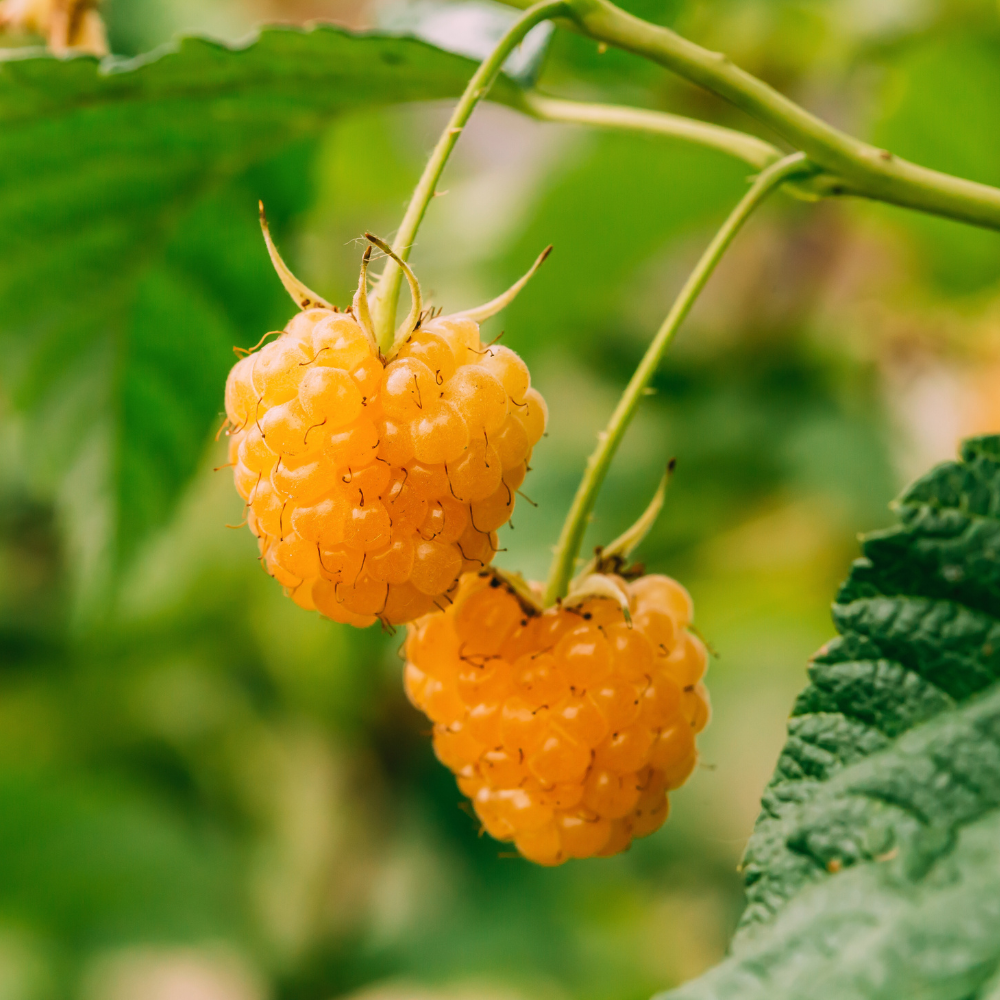 Zmeur Remontat  „Fallgold” – Rădăcină ambalată