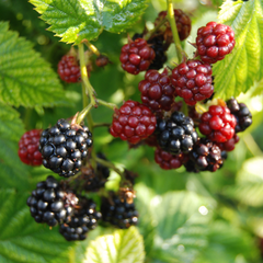Mur Tufă (Fără Spini) – Rădăcină Ambalată – Aqua Flowers