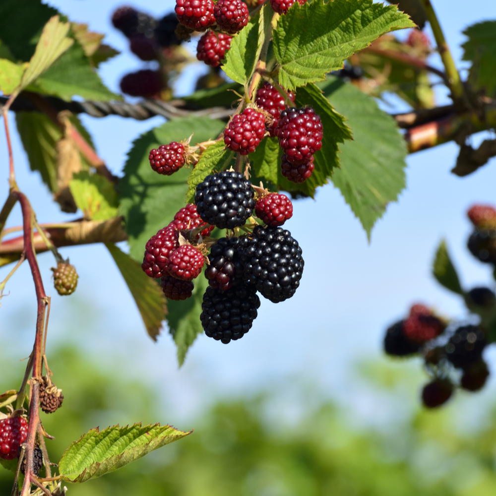 Mur Tufă (Fără Spini) – Rădăcină Ambalată – Aqua Flowers