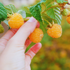 Zmeur Remontat  „Fallgold” – Rădăcină ambalată