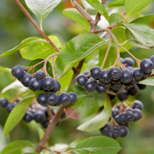 Aronia Melanocarpa Viking - Tip Tufa 60-70 cm - Radacina - Aqua Flowers