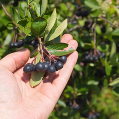 Aronia Melanocarpa Viking - Tip Tufa 60-70 cm - Radacina - Aqua Flowers