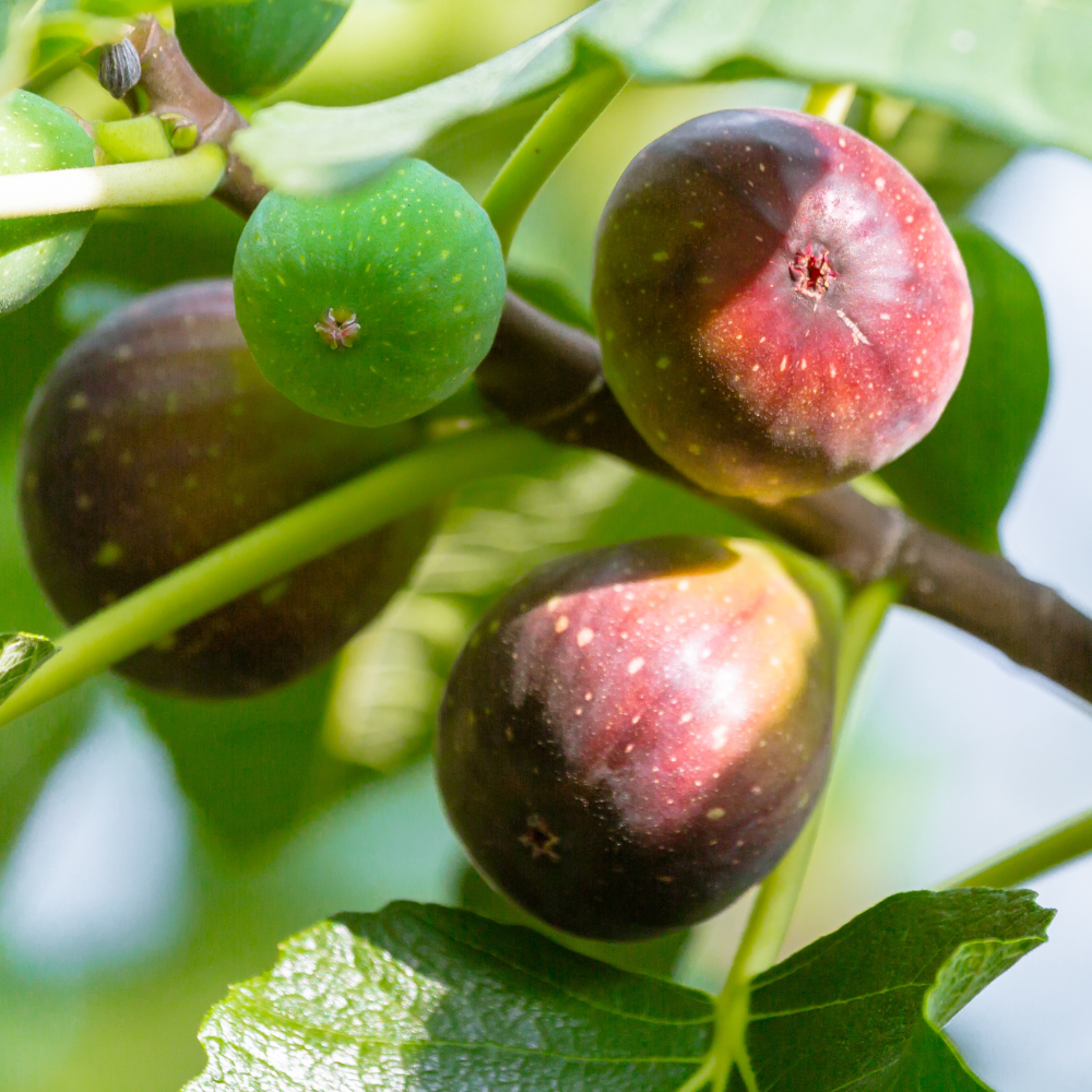 Smochin Gustissimo - Ghiveci - Aqua Flowers