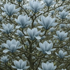 Arbust ornamental - Magnolia Blue Opal - Ghiveci - Aqua Flowers