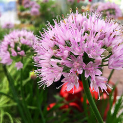 Bulbi de Allium Summer Beauty - Pachet 3 Bulbi