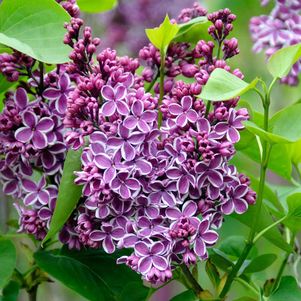 Liliac Syringa Sensation - Ghiveci 2L