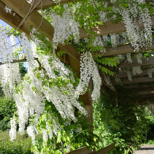 Wisteria - Glicina - White Sinensis - Ghiveci 3L - 40 - 50 cm