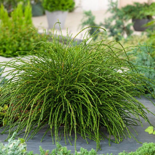 Thuja -Plicata whipecord - ghiveci 2L - H 30 - 40 cm