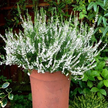 Caluna Vu White - Ghiveci - Aqua Flowers