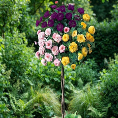 Trandafir pomisor-Triple Harmony Rose-radacina ambalata-anul 3