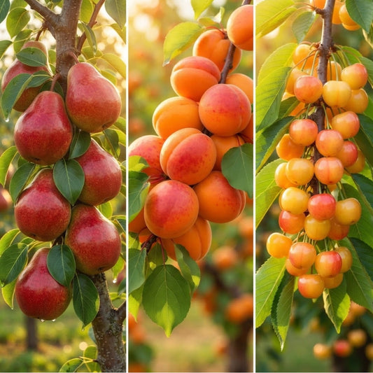 Pachet Promo 6-3 Pomi Fructiferi - Cais Prunus Armeniaca, Cires Galben, Par Williams Rosu - Radacina Ambalata