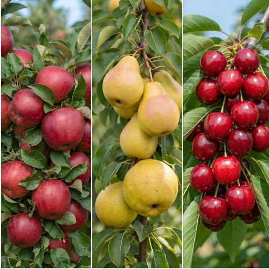 Pachet Promo 4-3 Pomi Fructiferi – 1x Par  Untoasa Hardy, 1 x Mar Red Melba, 1x Visin Crisana - Radacina Ambalata